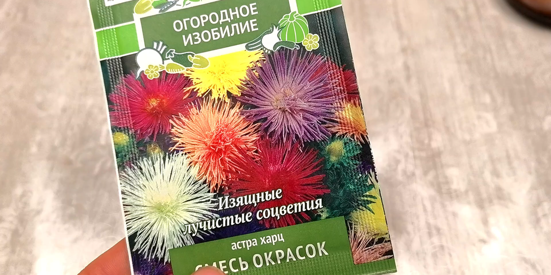 Всегда сею астры этим способом. Делюсь своим методом посева астр