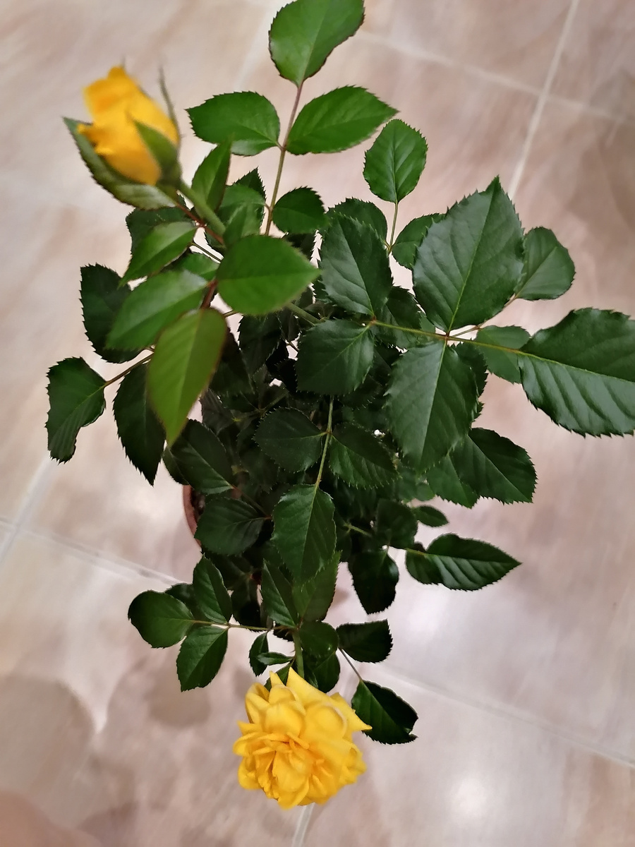 На фото роза уже подросла .Фото автора.