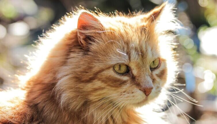    Как кот Рыжик ездил на дачу? Фото: по лицензии CC0 Pxhere.com