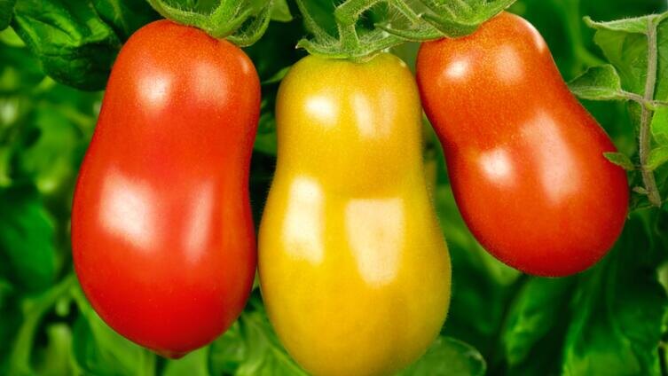    Можно ли вырастить ведро помидоров с одного куста? Фото: Smileus, Shutterstock.com