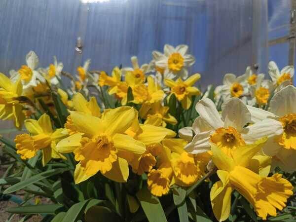    Фото Светланы Журавка Валерия Стальная