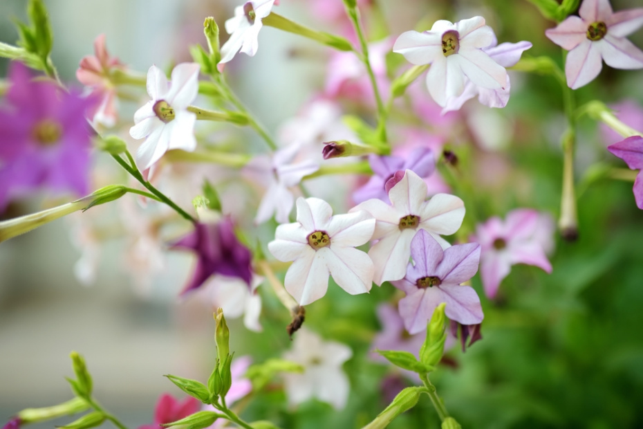    Shutterstock/FOTODOM