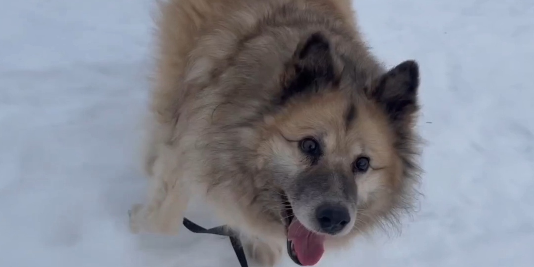 Мишель — французское очарование в поисках тихой гавани