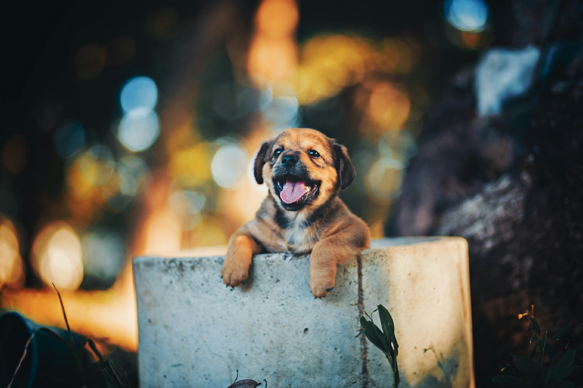 10 фотографий животных, которые могут растопить даже самое холодное сердце