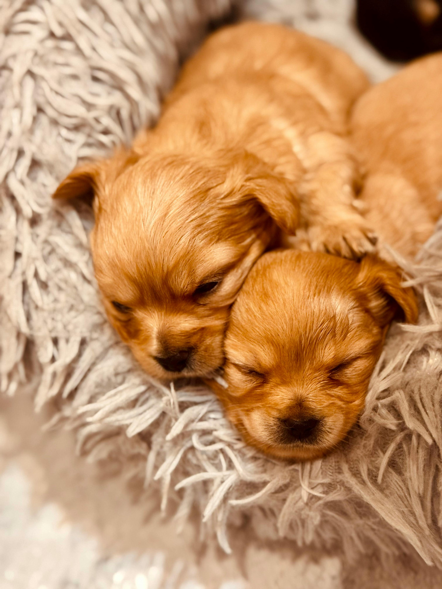 10 фотографий животных, которые могут растопить даже самое холодное сердце