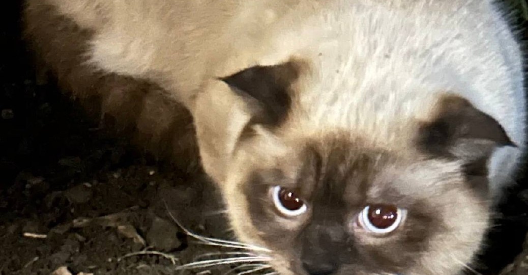 Найдена кошка! Пожалуйста, максимальный репост