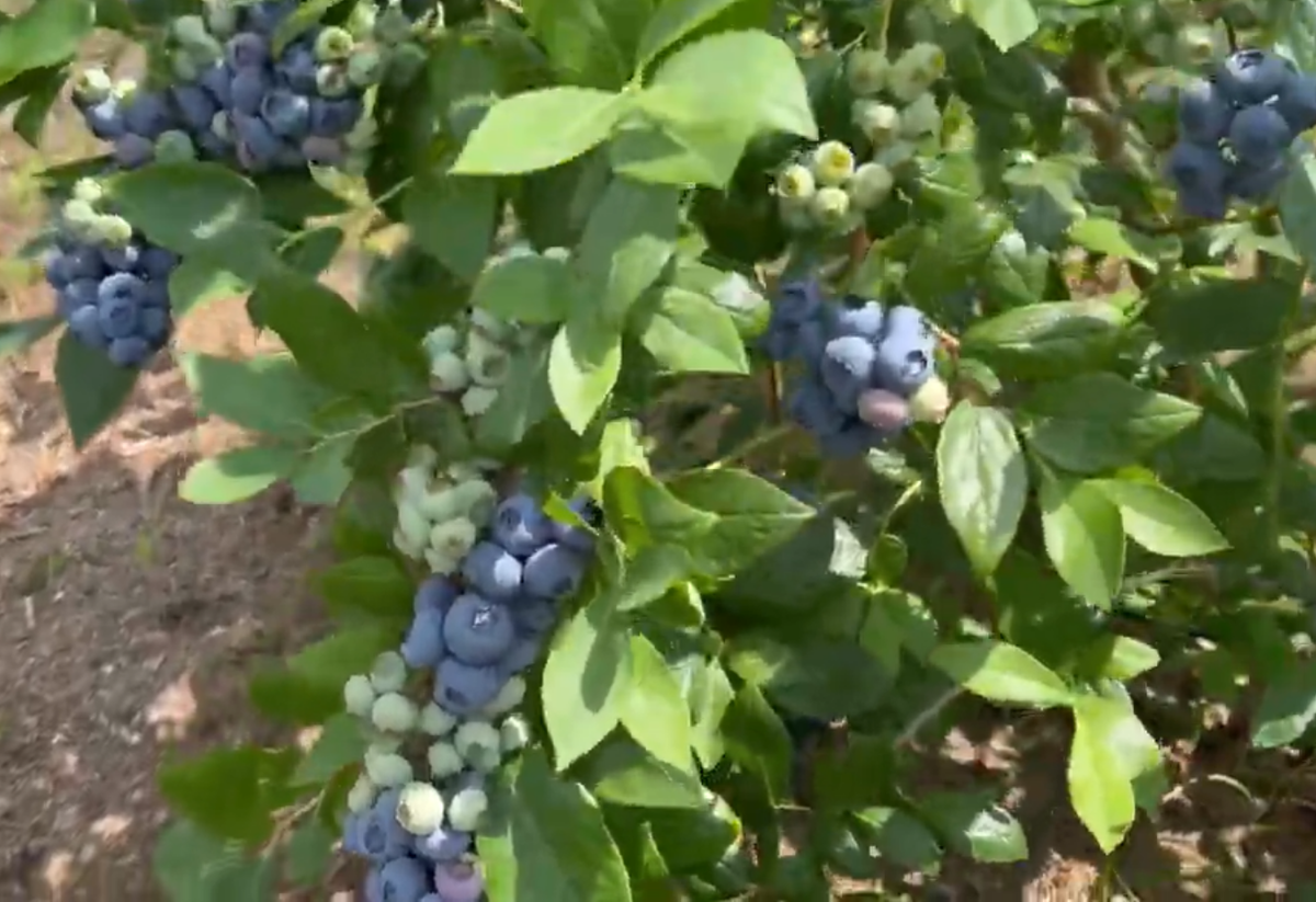 Голубика в саду