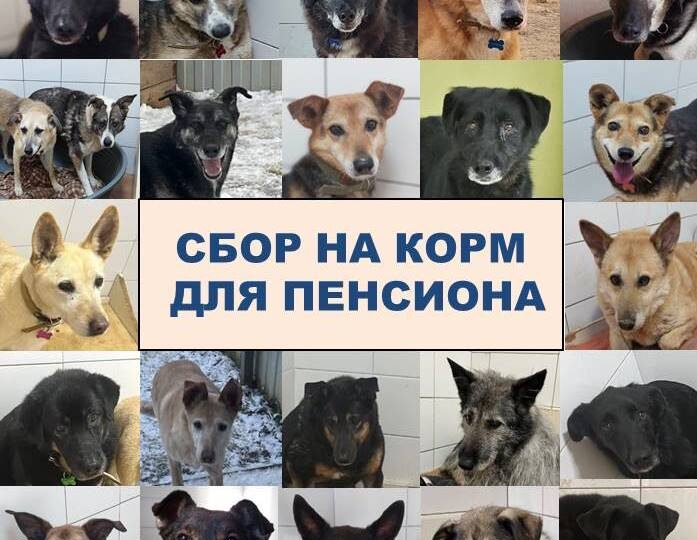 АПРЕЛЬСКИЙ СБОР НА КОРМ. ПОМОГИТЕ НАКОРМИТЬ СТАРИЧКОВ!