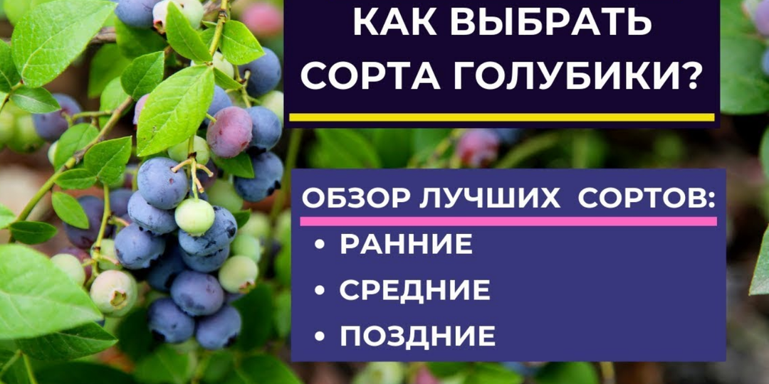 Сорта голубики по срокам созревания и урожайности (2026 год)