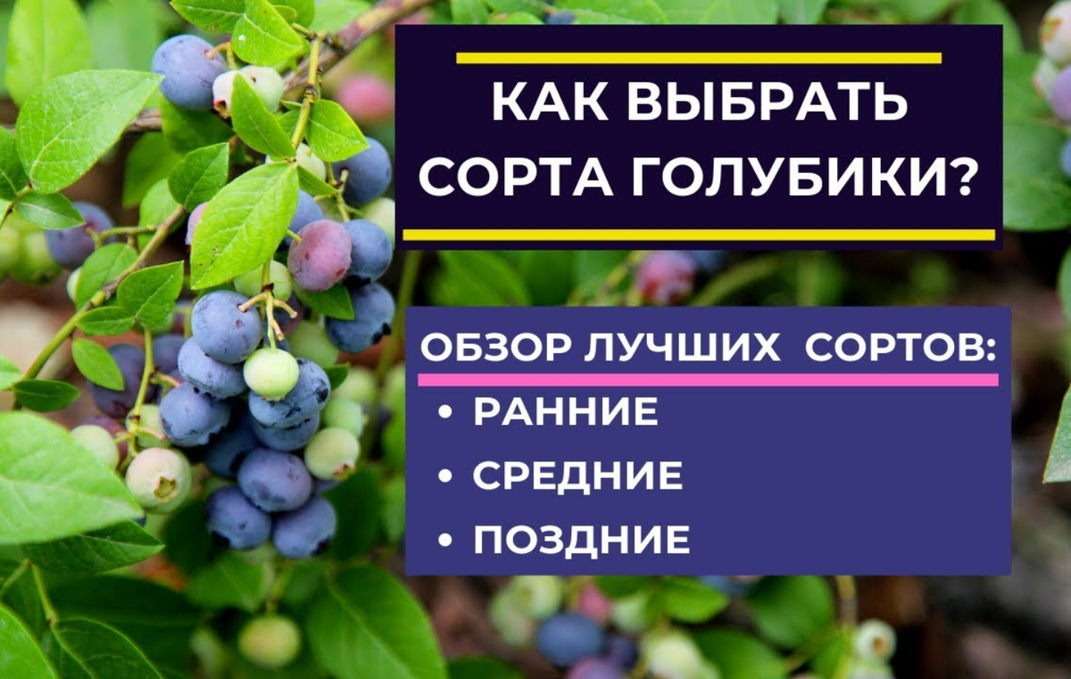 Как выбрать сорта голубики?