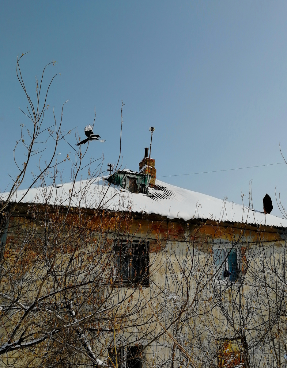 Летящая сорока обыкновенная или европейская. 