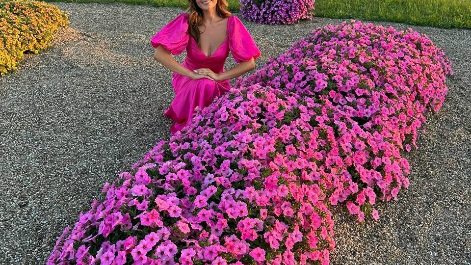 Петунии серии Vista: вегетативный аналог самых крупных семенных петуний