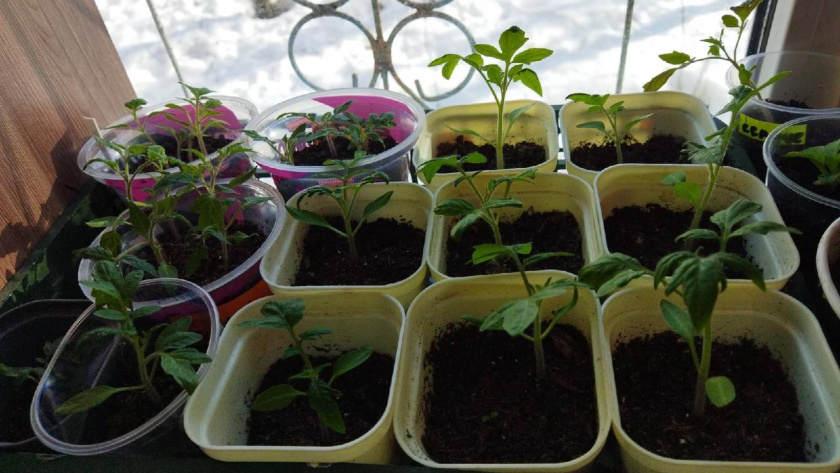    Автор фото - Анна Ефимова