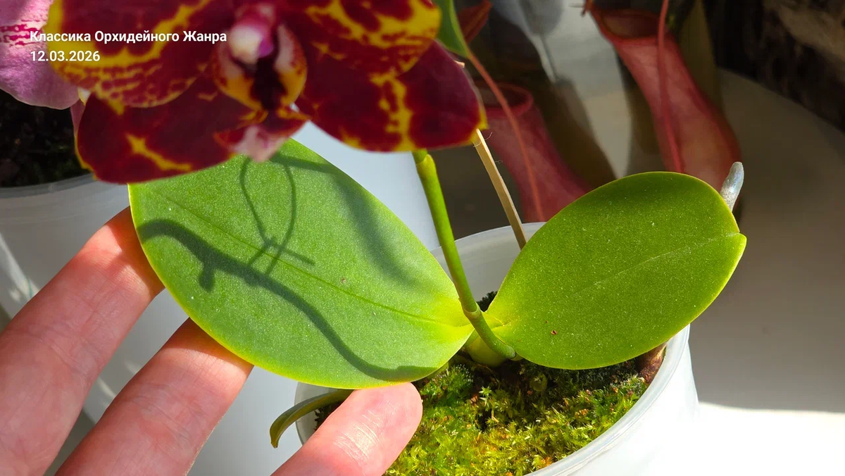 Отрезать цветонос у активно растущей детки — это тройной удар: по ресурсному «депозиту» и по гормональной системе.