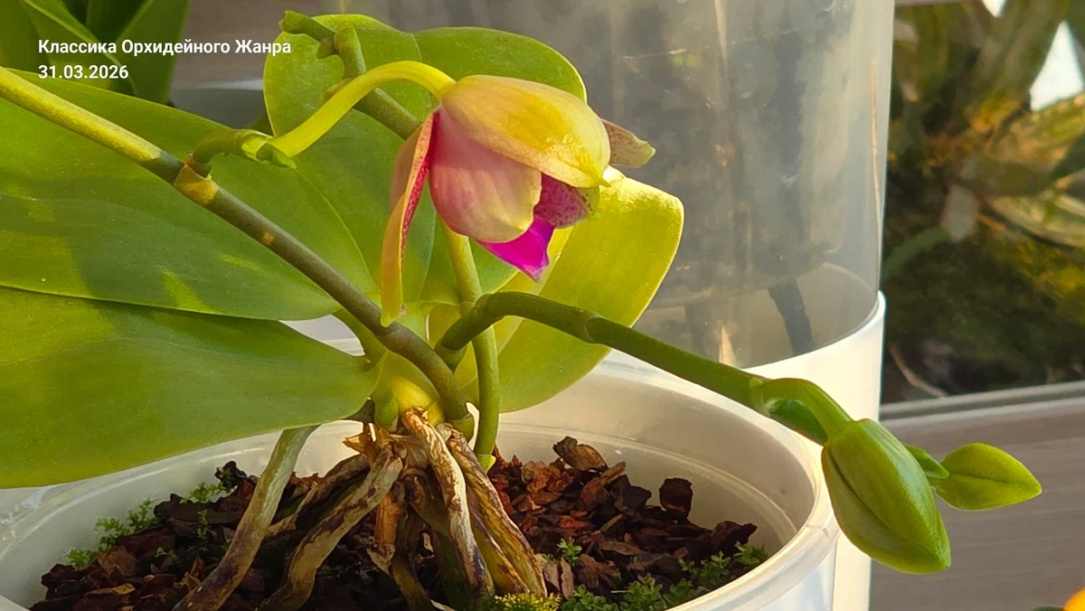 Цветоносы — это уже вложенный капитал. Растение уже потратило силы, дайте ему ими воспользоваться.