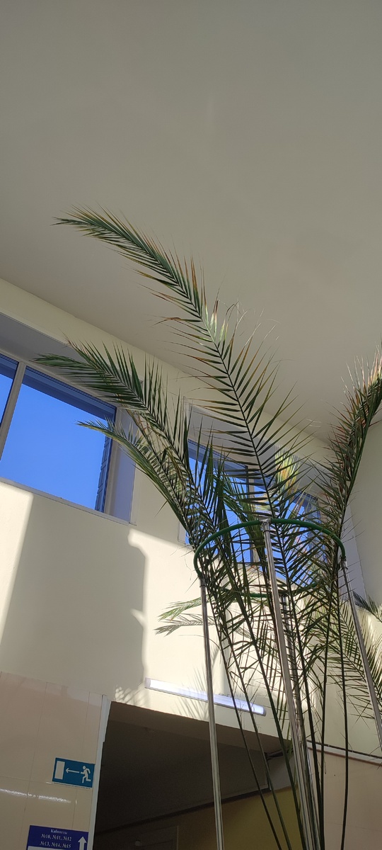 Стоматология. 