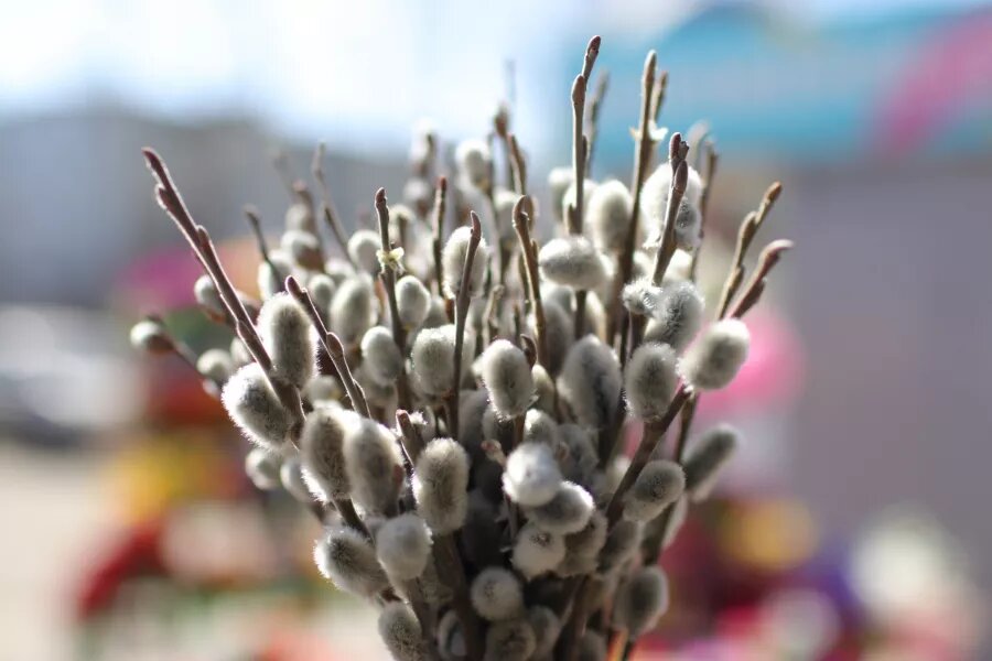 Верба. Вербное воскресенье. Веточки вербы Сергей Кулыгин, "БР"   📷