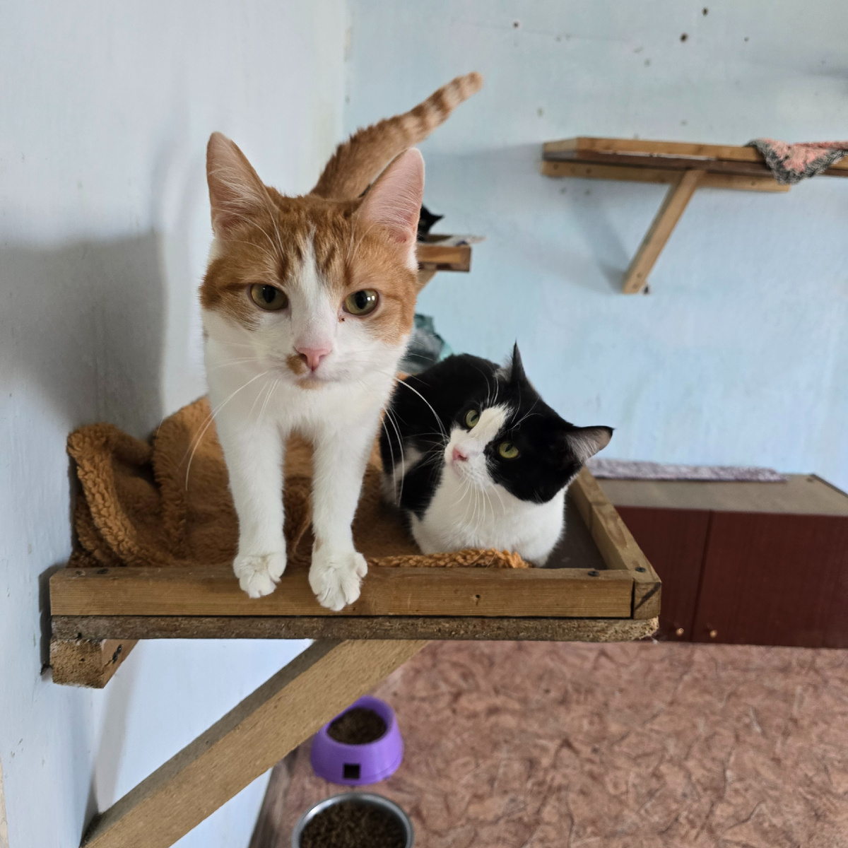 Орион и Сенди готовы к расследованию