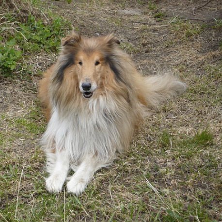 Фото из личного архива. Колли Ник (2000-2012)