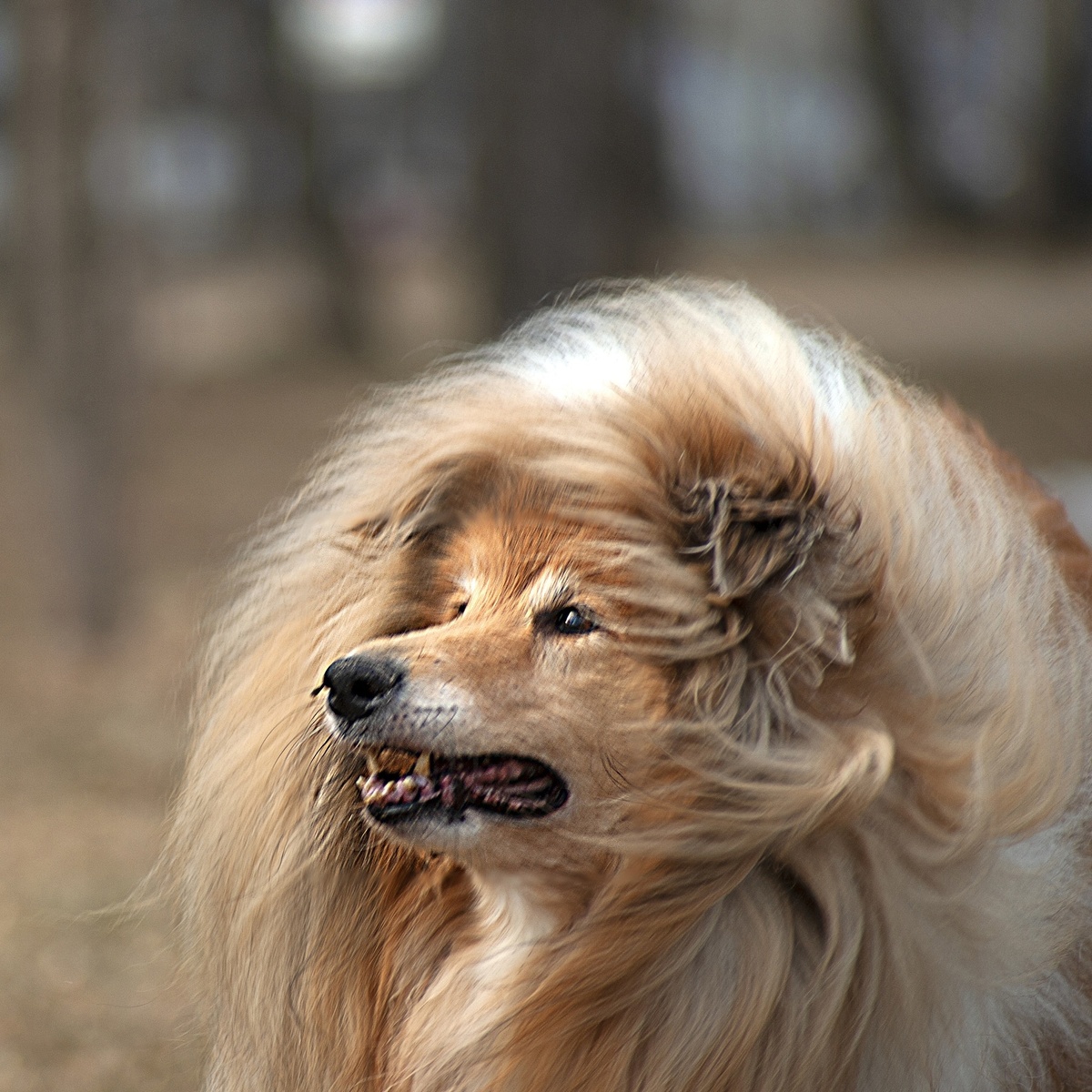 Фото из личного архива. Колли Макс (2012-2023)