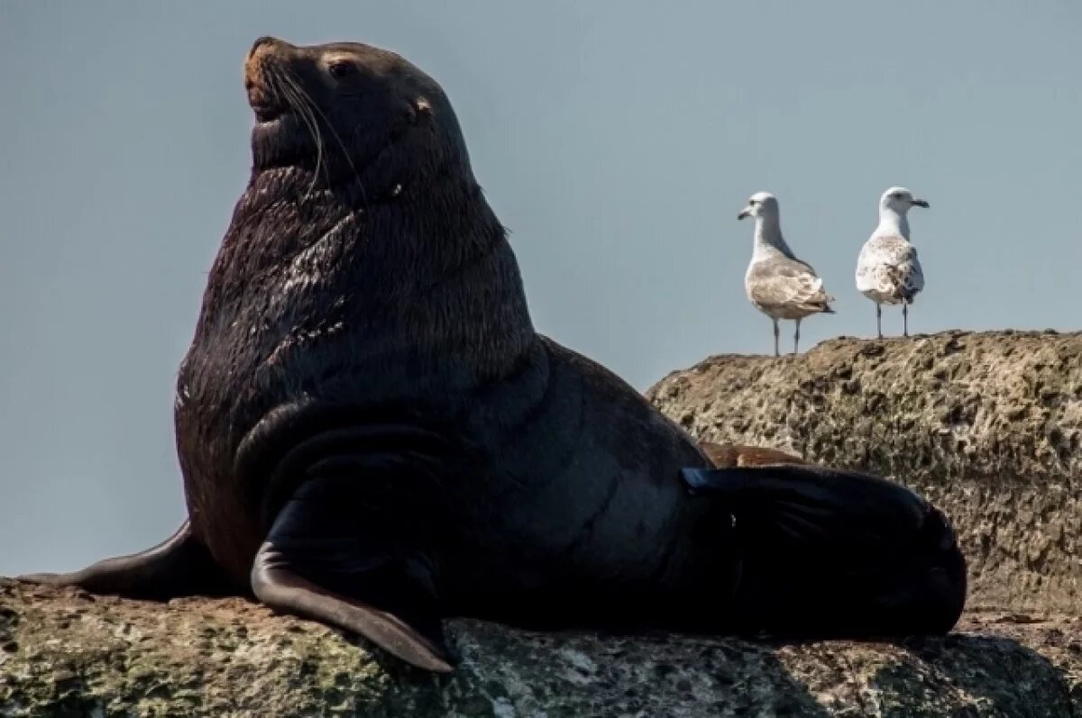    На Сахалине погиб сивуч, повисший на металлическом штыре брекватера