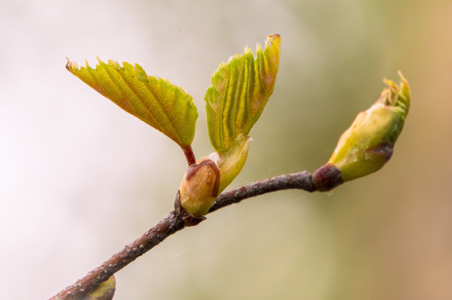    Shutterstock/FOTODOM