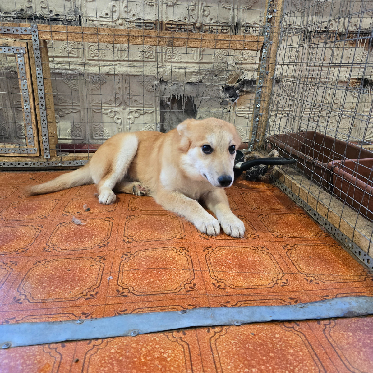 маленький ангел в чужом мире