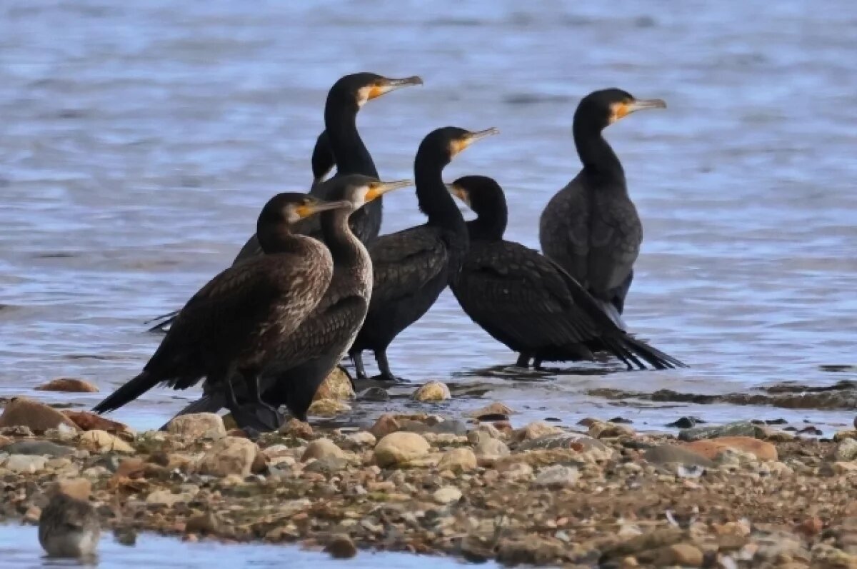    План по сокращению численности бакланов утвердили в Иркутской области