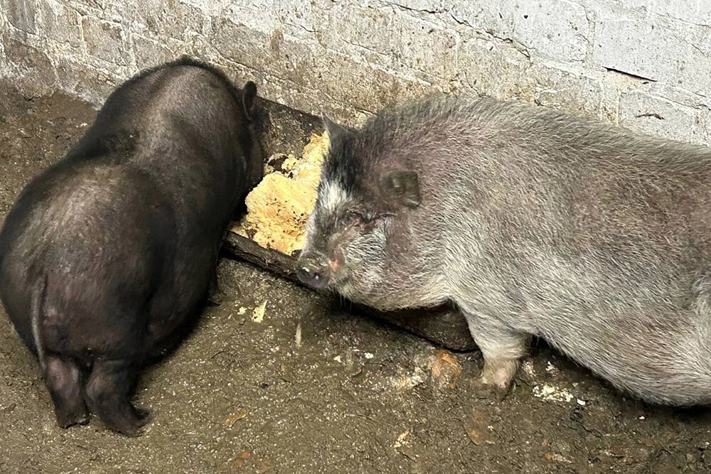    Чёрного зовут Борис (с ударением на «о», как британского премьера), а серого - Макроша. Фото: Алёна Хоружая