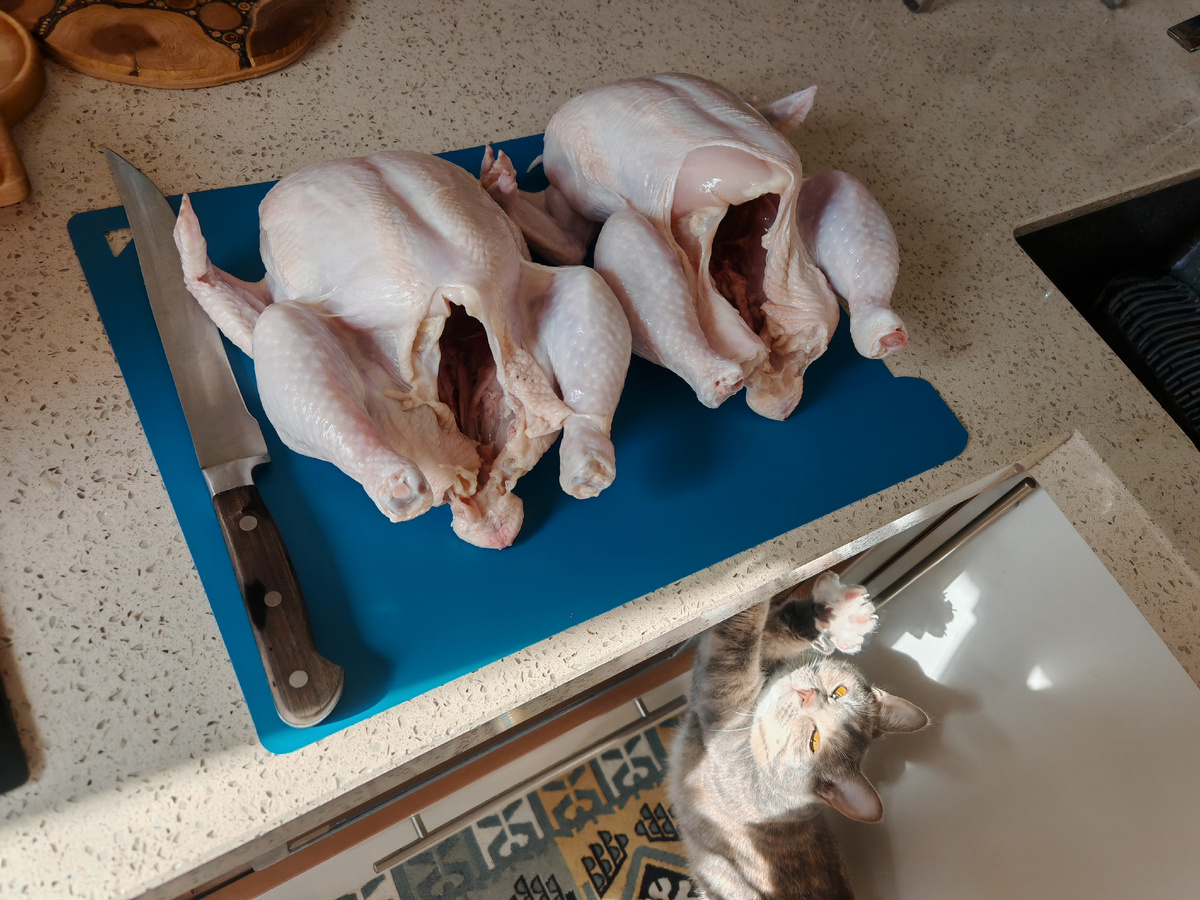 Куда же без пушистой морды