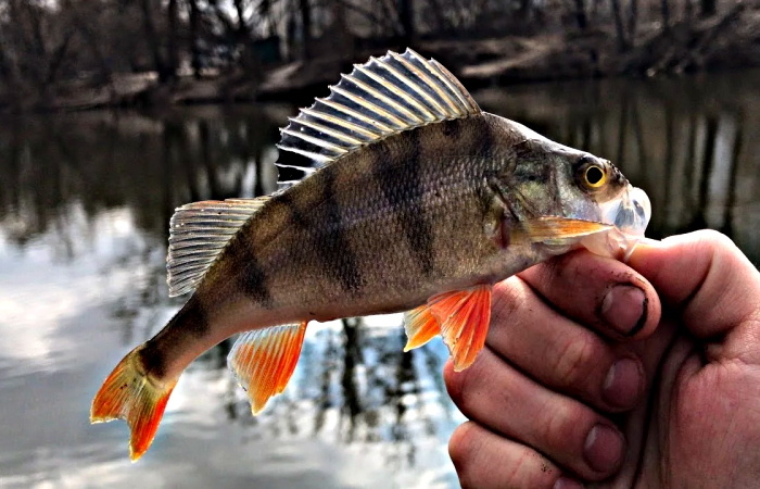 Апрельский окунь: тонкости охоты в преднерестовый период