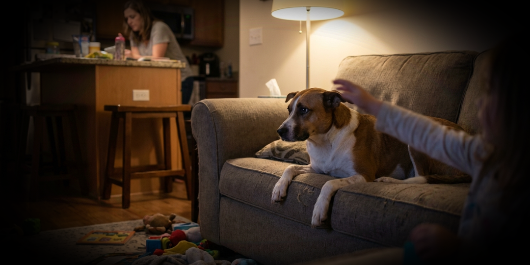 Простой способ заметить скрытое напряжение у собаки