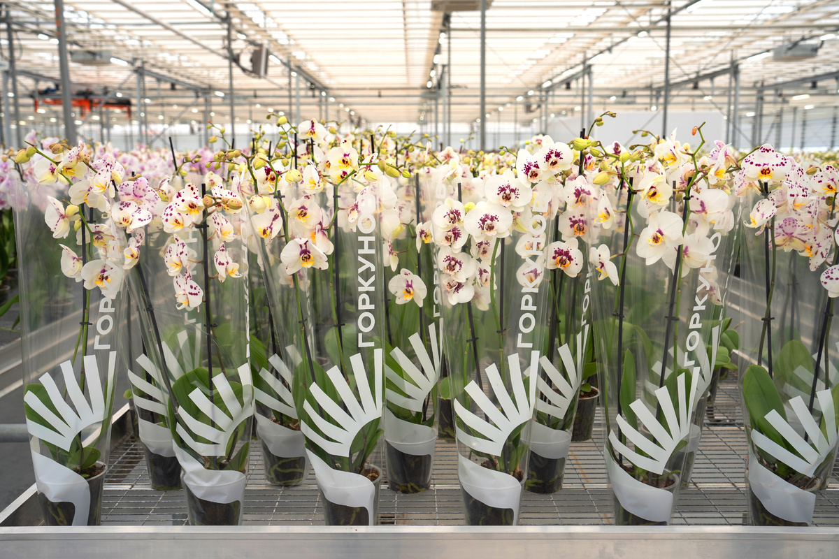 Сегодня жители России в большинстве её регионов могут купить отечественную орхидею через федеральные и региональные торговые сети.