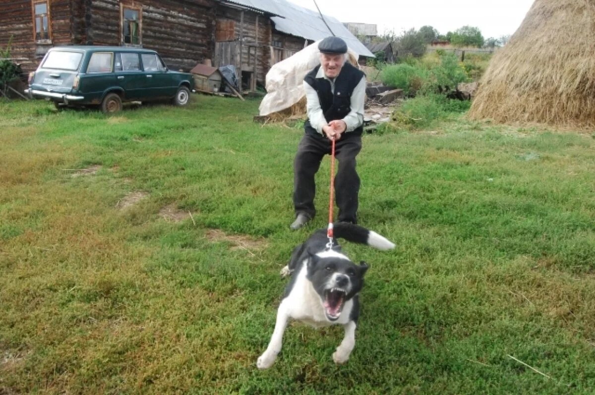    Прокуратура проверит нападение алабая на 11-летнюю девочку в Лоскутово