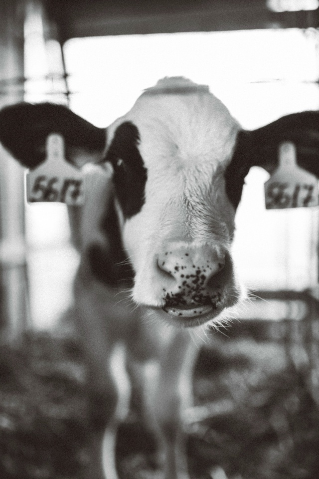 Фото "МолСиб": телёнок "МолСиб-Учхоз Тулинское"