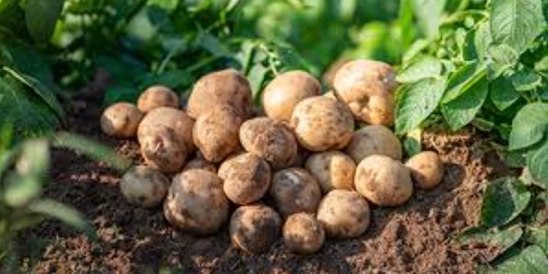 Пять ошибок при выращивании картофеля: как не остаться без урожая