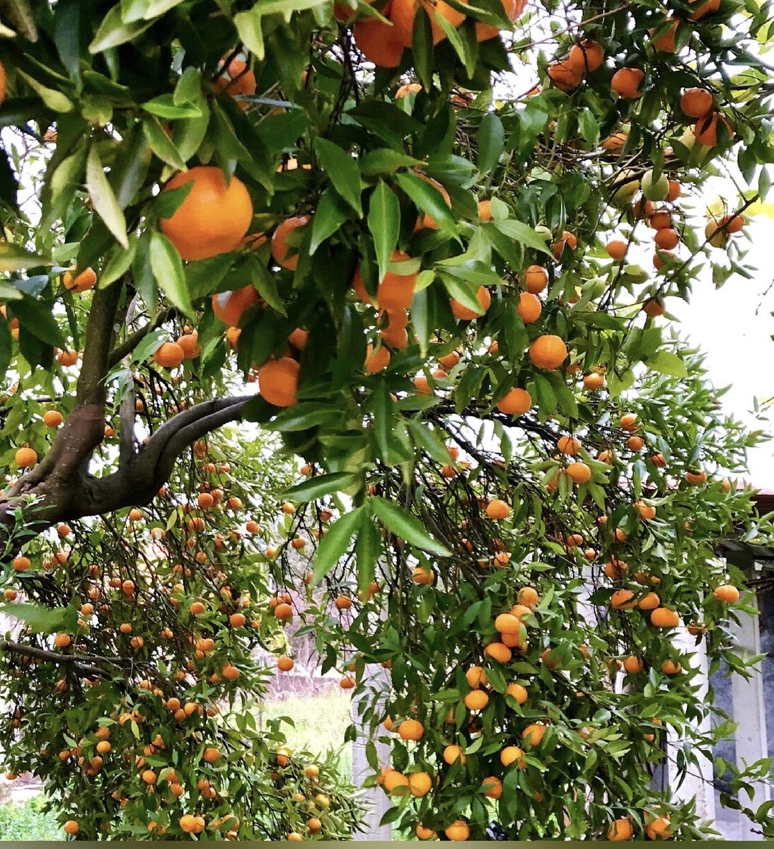 Очень может случиться, что не весна, но пусть висит, Португалией пахнет. 