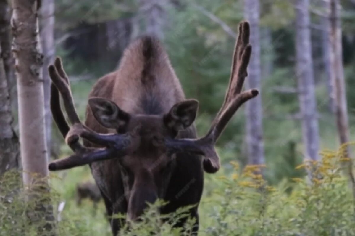    Ямальские охотники могут подать заявки на добычу лося и медведя