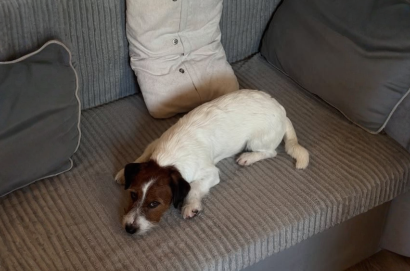 Ваш джек-рассел грызет мебель в доме? Делюсь на личном опыте, как его отучить «шкодить»