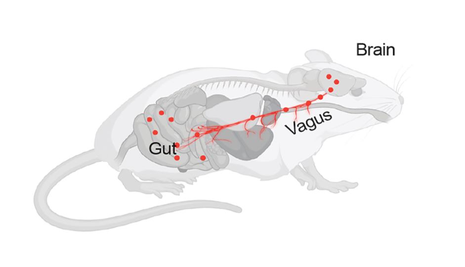 Бактерии попадают в мозг через блуждающий нерв
