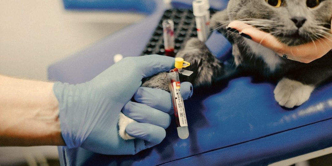 Какие животные могут стать донорами и сколько на этом зарабатывают их хозяева