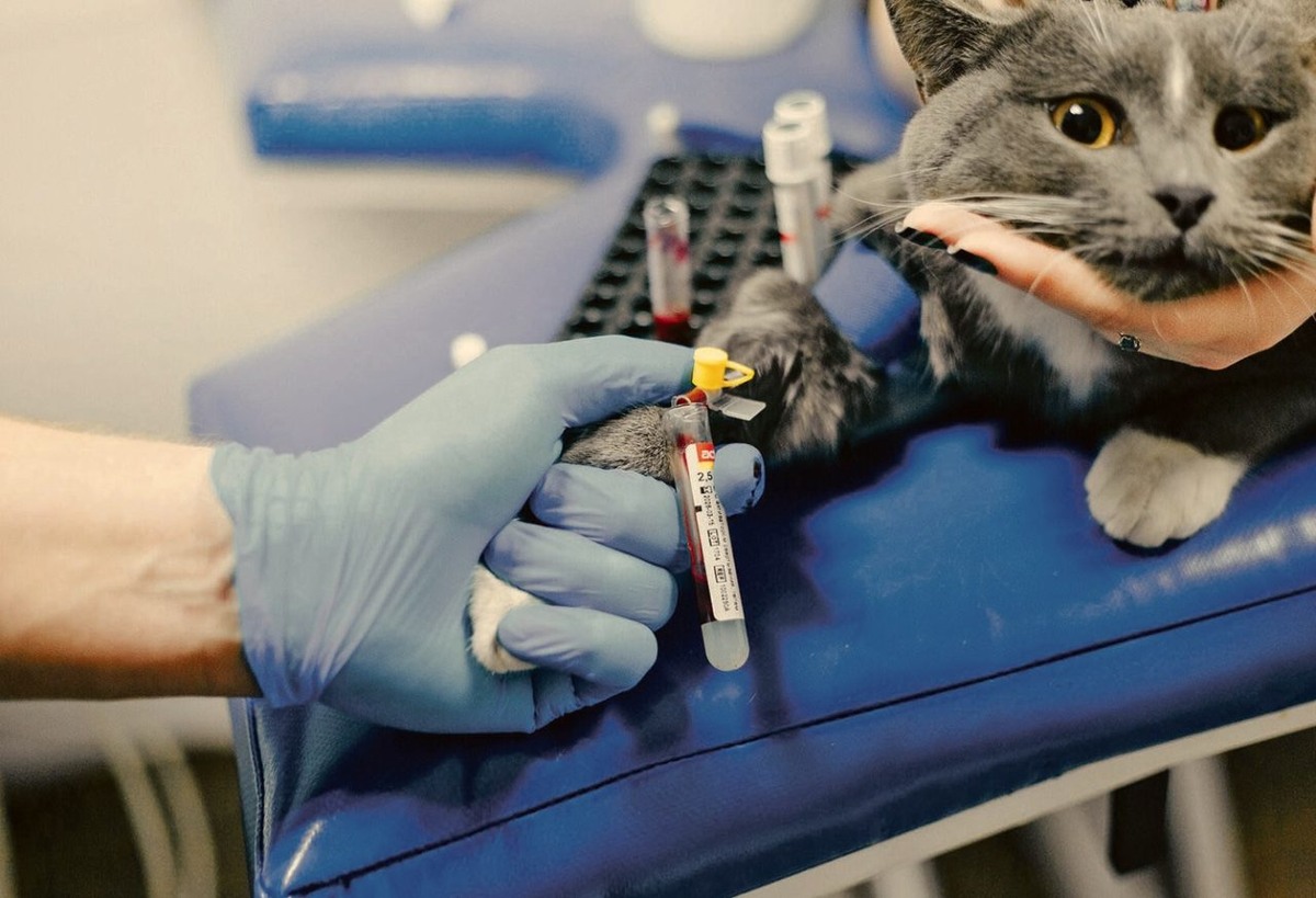     Фото предоставлены одной из ветклиник города