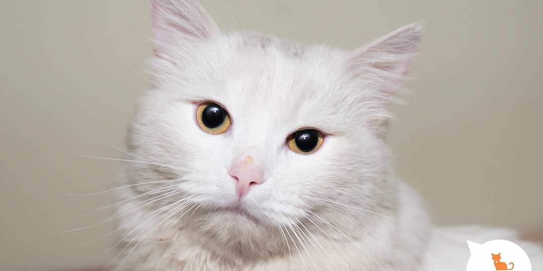 Главный домашний помощник