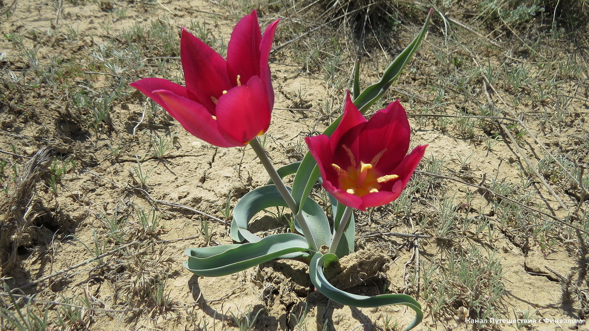 Конец апреля-начало мая - время цветения тюльпанов в Саратовской области.