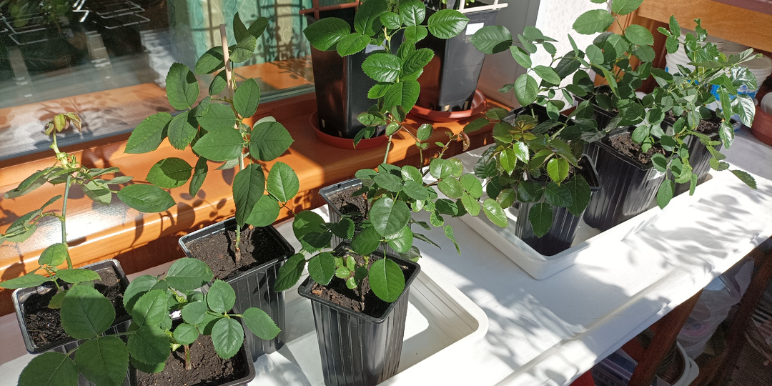 Солнце пригрело и враги тут, как тут..