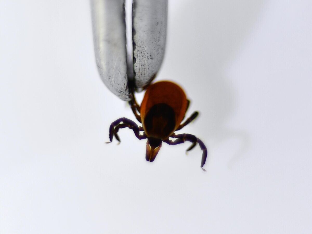    Исследование иксодовых клещей на наличие вирусного энцефалита и болезни Лайма в лаборатории Роспотребнадзора | © РИА Новости / Павел Лисицын