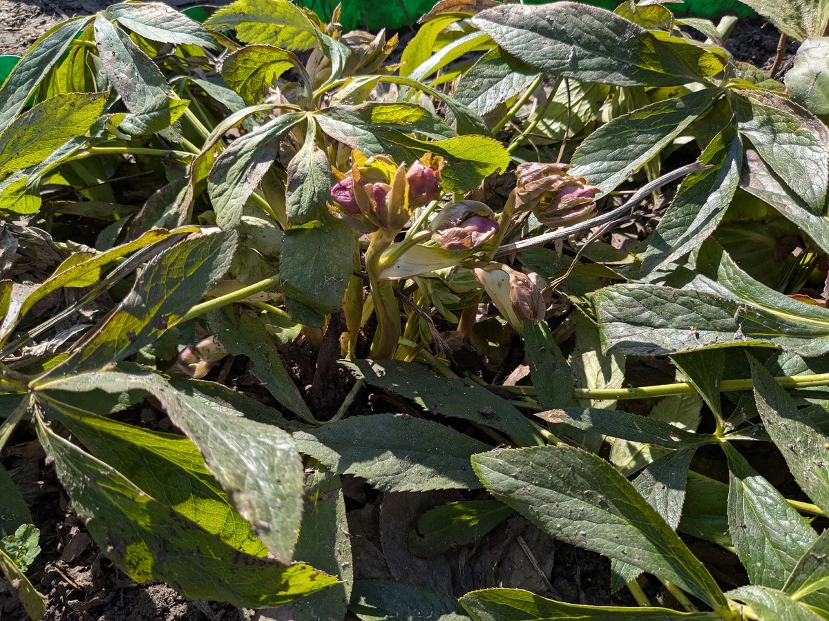 Махровый морозник