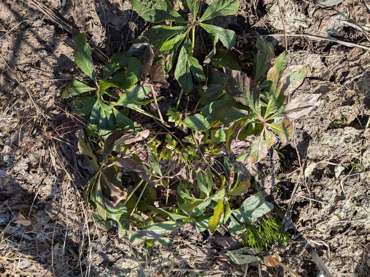 Пока не полезет новая листва, старую оставляю