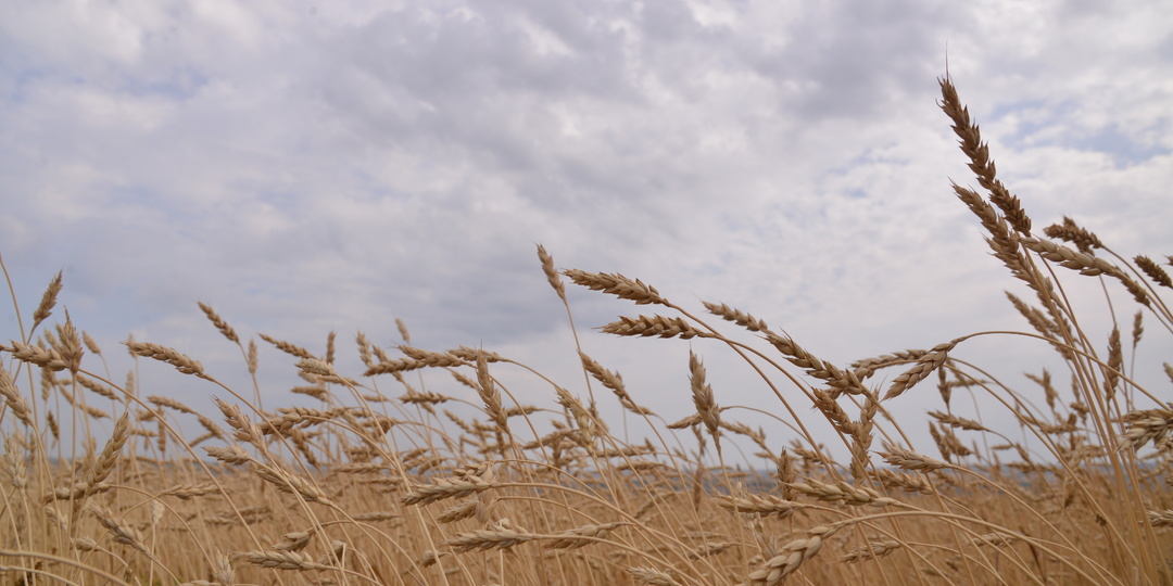 Башкирия экспортировала крупную партию пшеницы