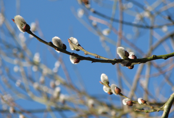 фото: Pxhere.com